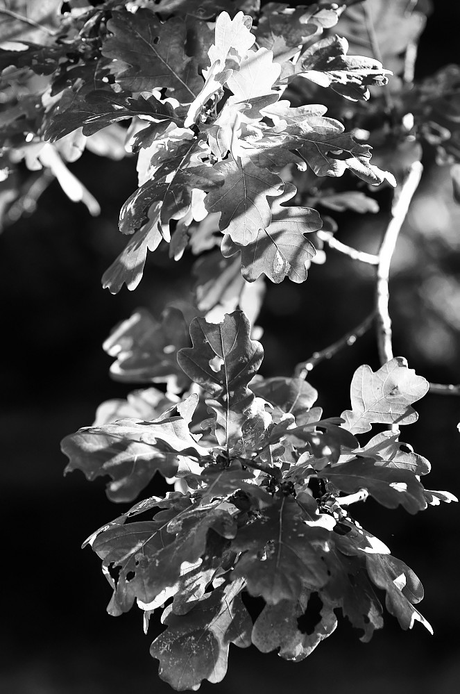 Stadtpark im Herbst 017