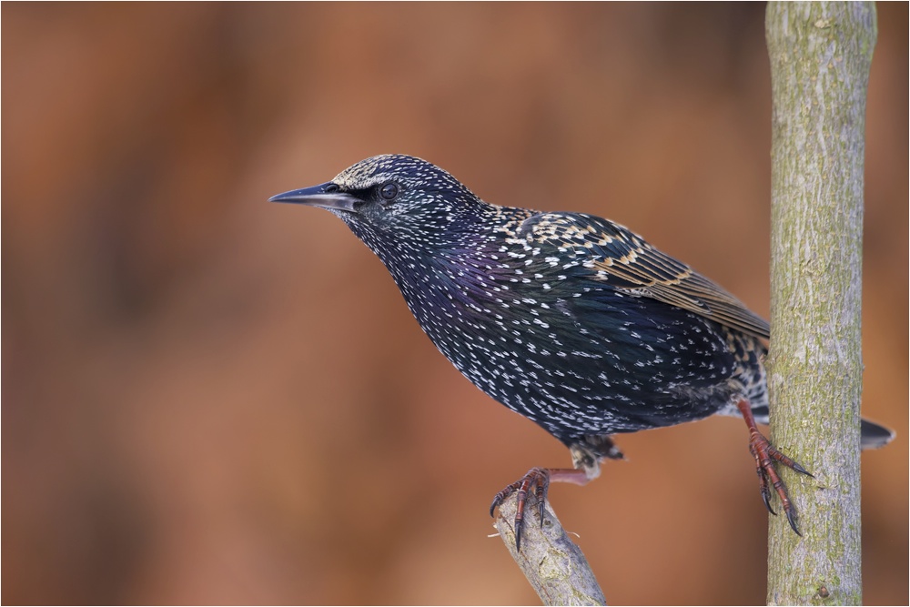 Star (Sturnus vulgaris) (1)