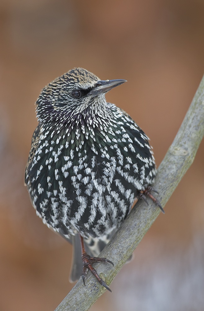 Star (Sturnus vulgaris)
