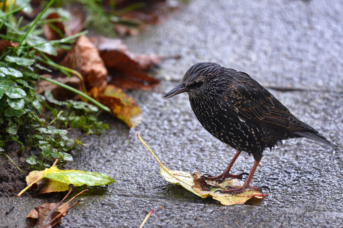 star_herbst_1200.jpg