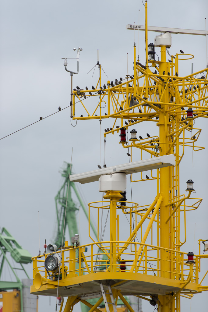 Stare auf dem Mast 1