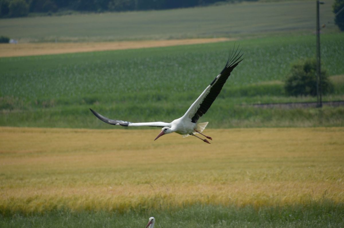 startender Storch 2