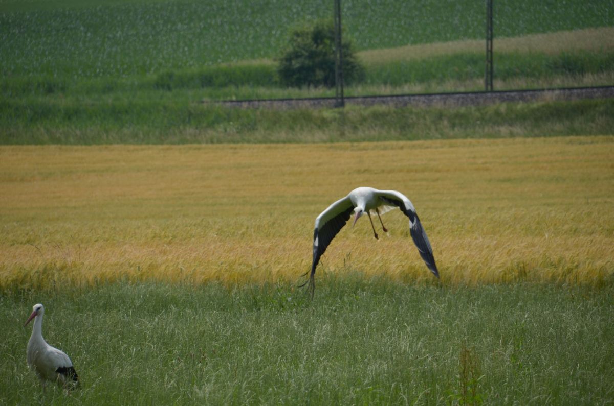 startender Storch