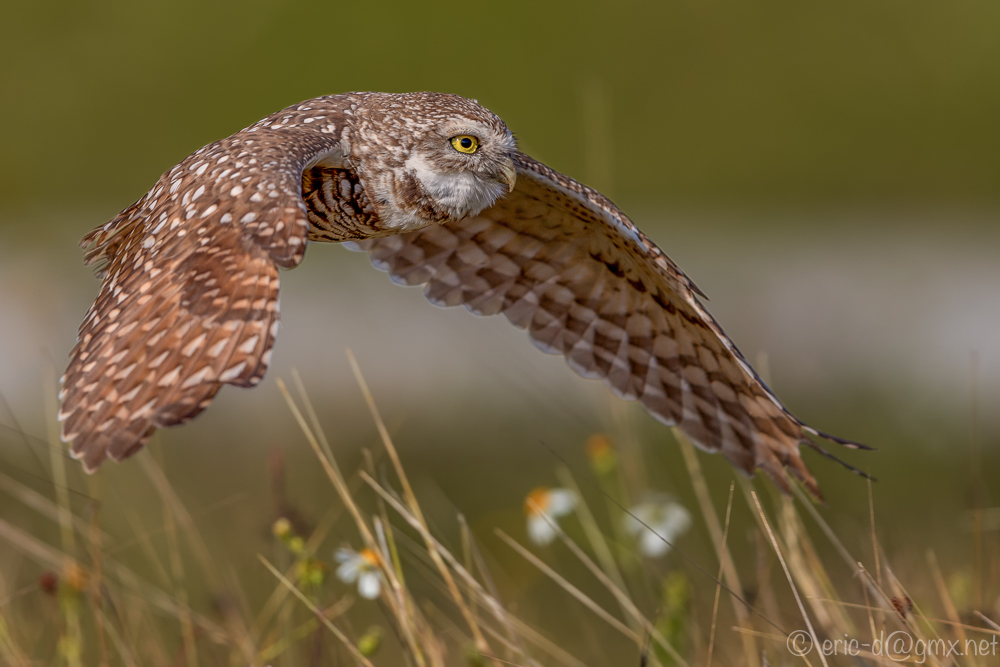 Starting Burrowing Owl