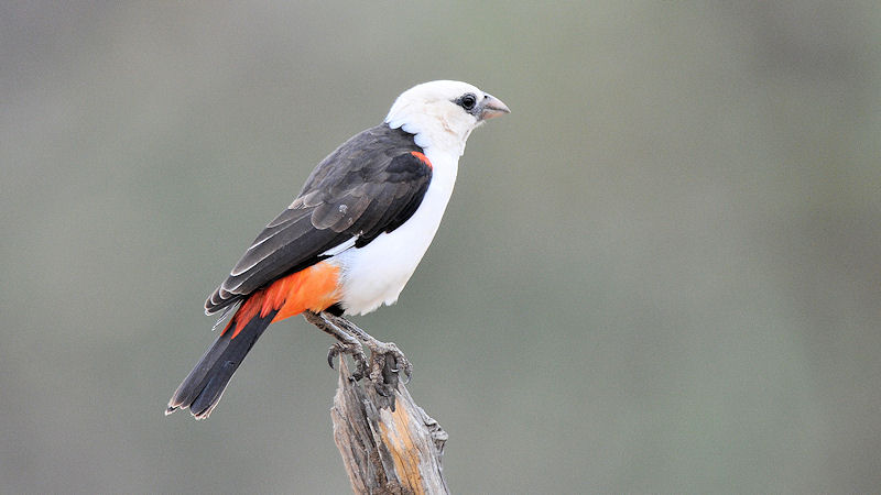 Starweber (White Headed Buffelo Waever)
Tarangire
0922