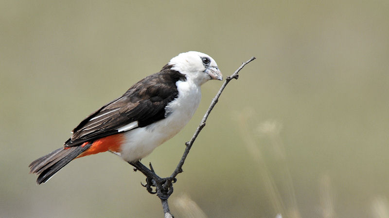 Starweber (White Headed Buffelo Weaver)
Serengeti
3576