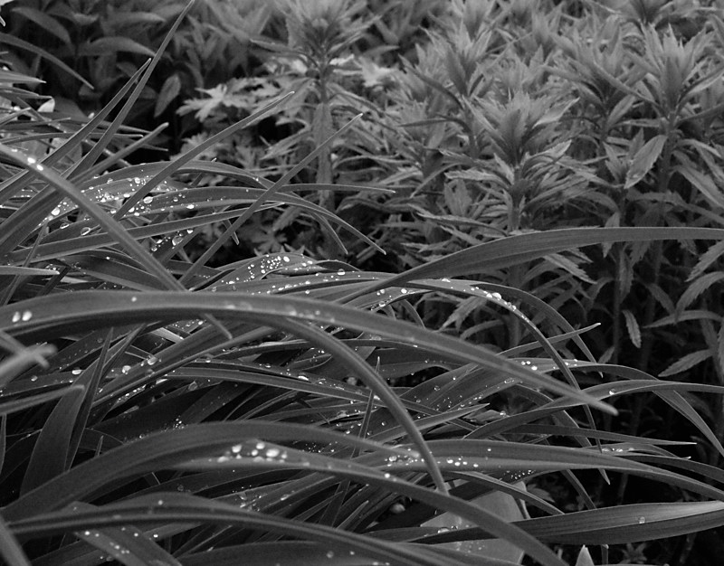 staudengarten 16.05. 7