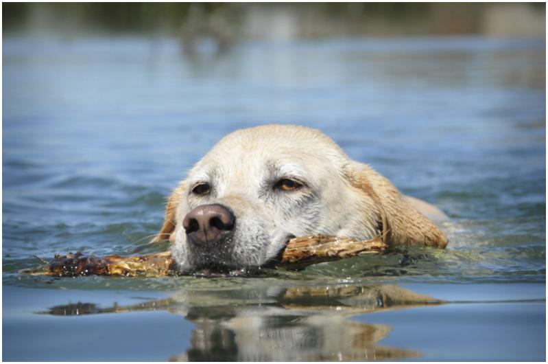 Steckerlhund