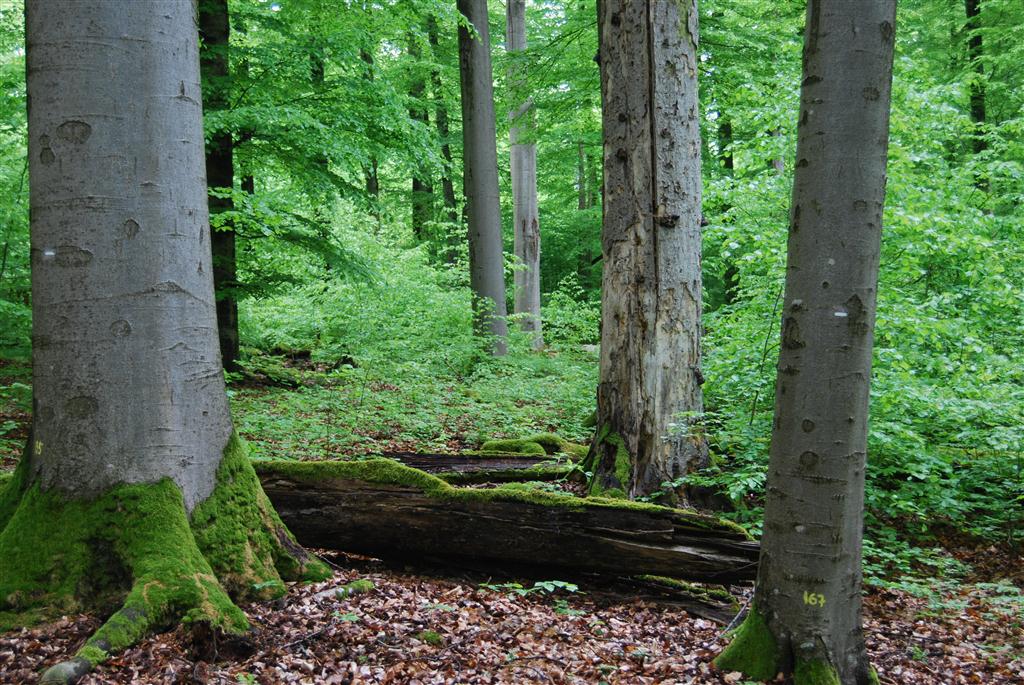 Steigerwald