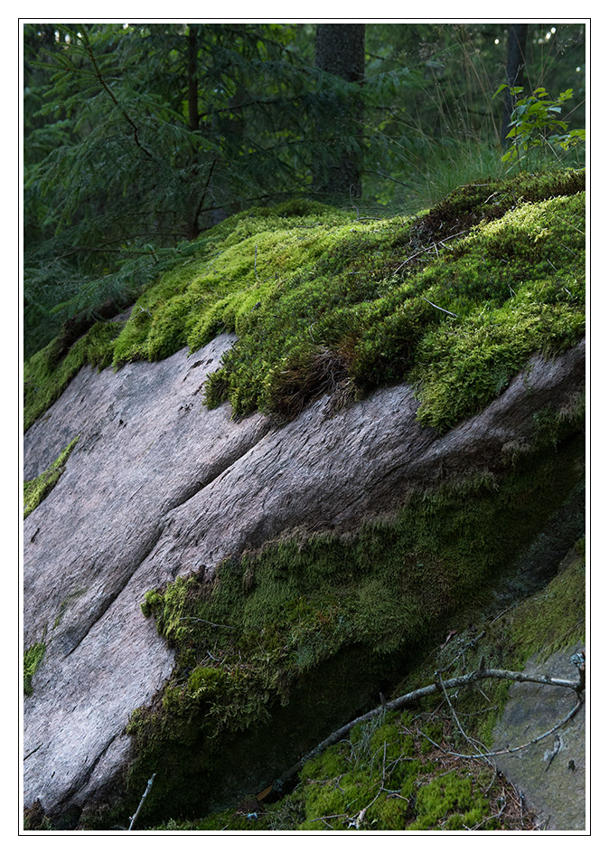 stein im wald2