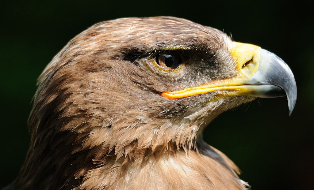 Steinadler bei Offenblende