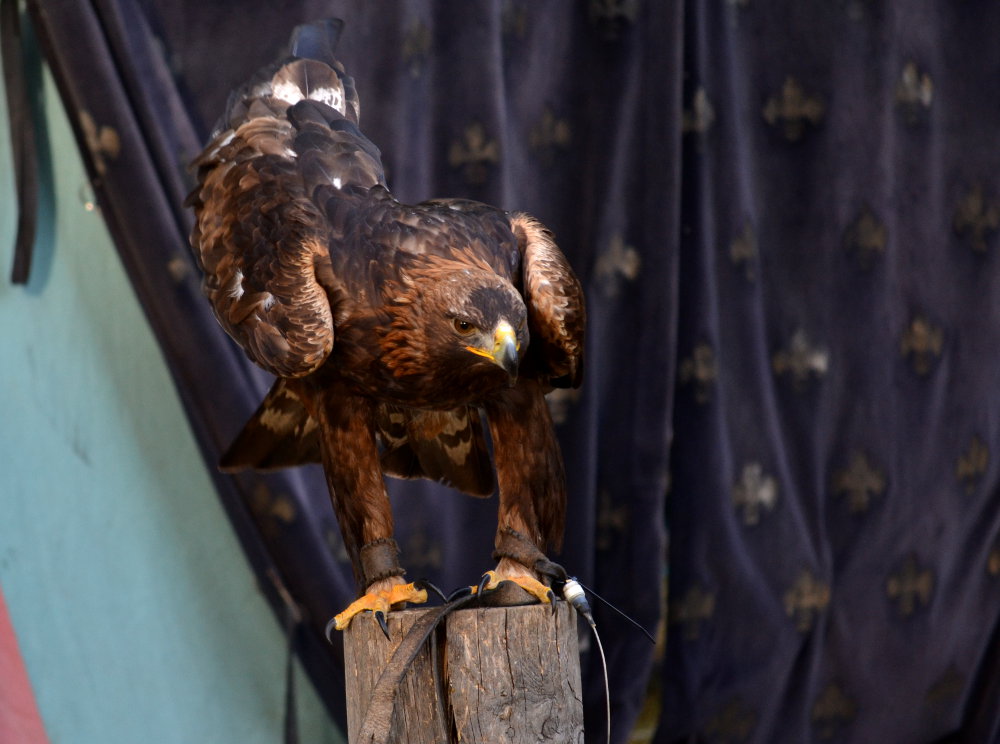 Steinadler 'Sky'