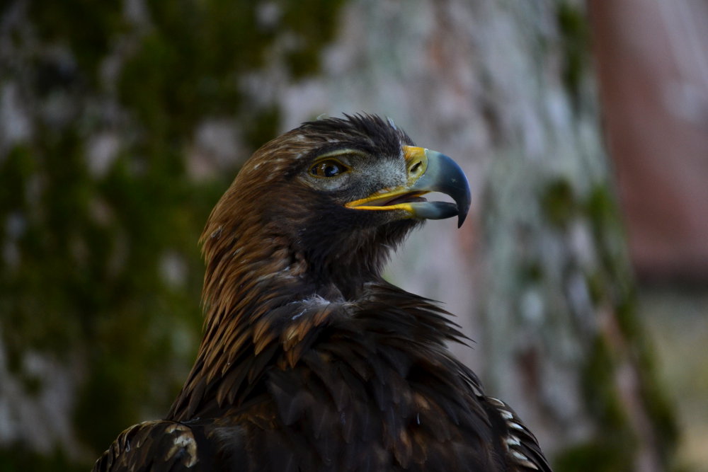 Steinadler 'Sky'