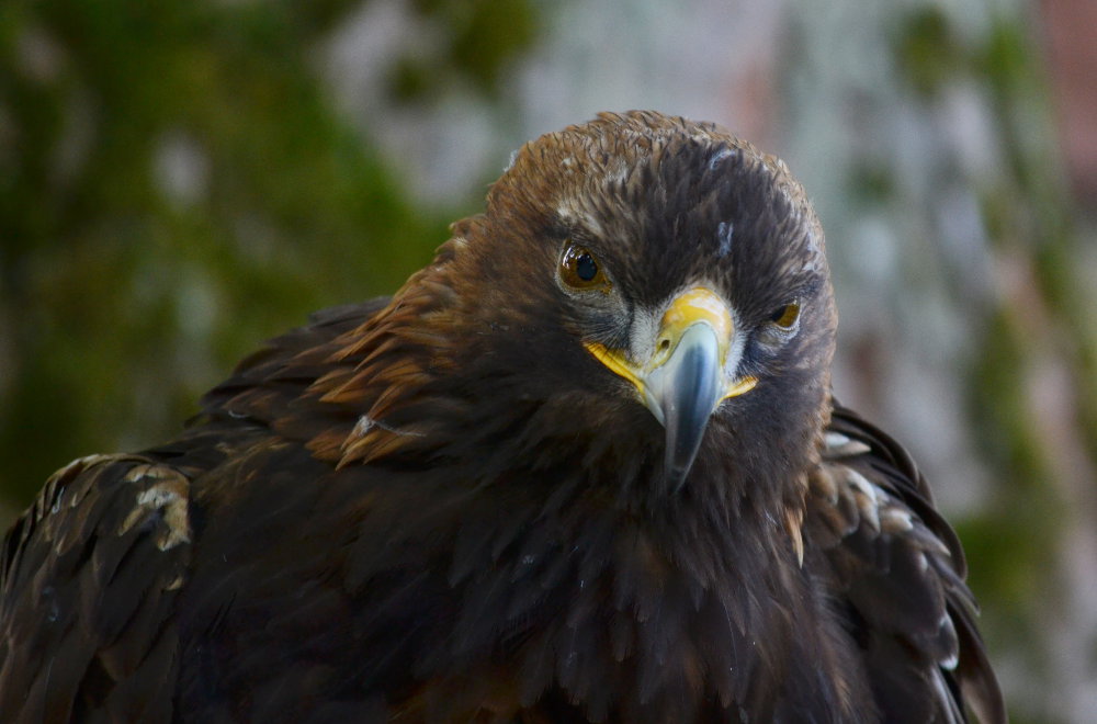 Steinadler 'Sky'