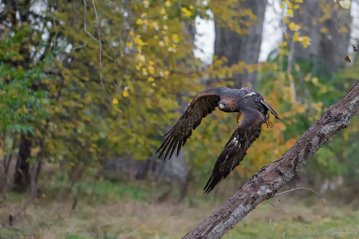 Steinadler