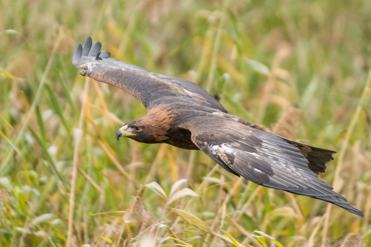 Steinadler