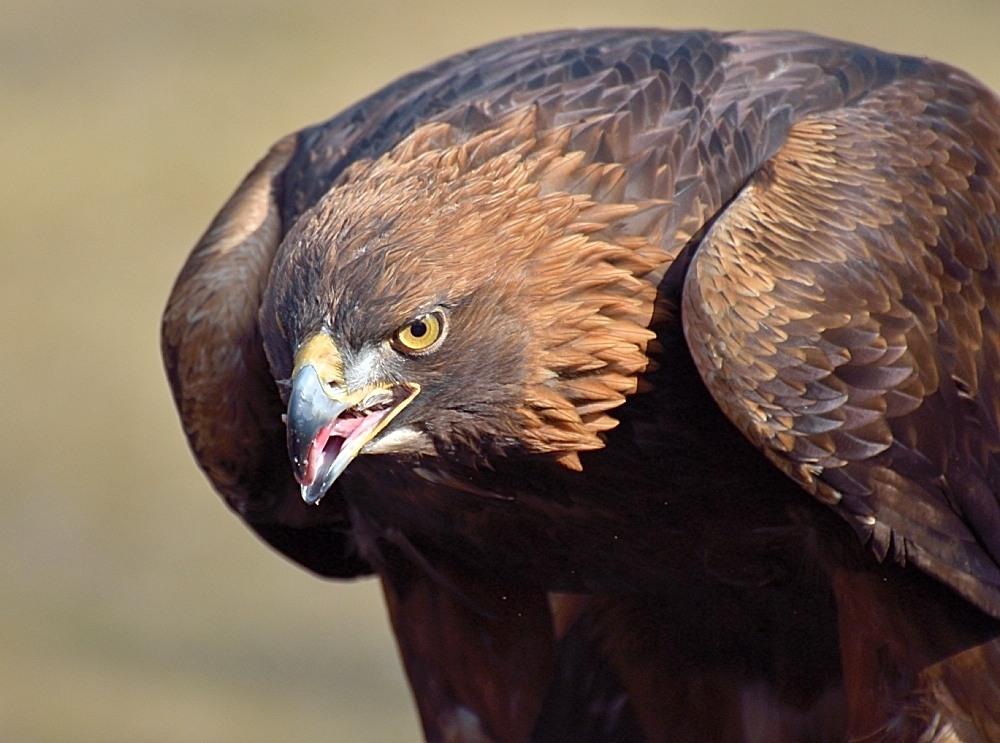 Steinadler_2