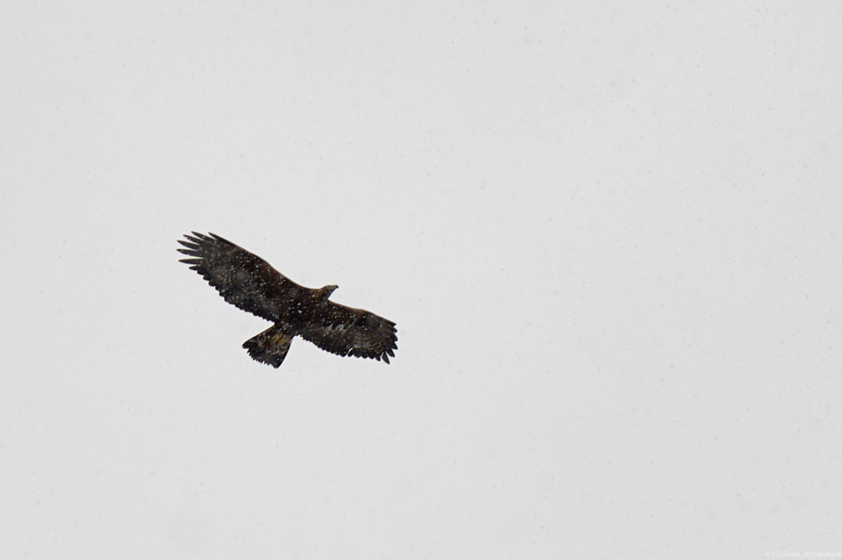 Steinadler_Hirschberg_1200px 1.jpg