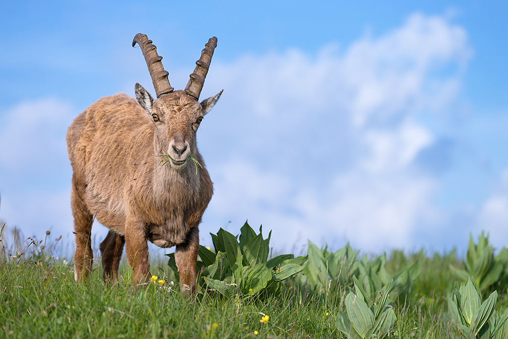 Steinbock, Val-de-Travers, 16.06.2013