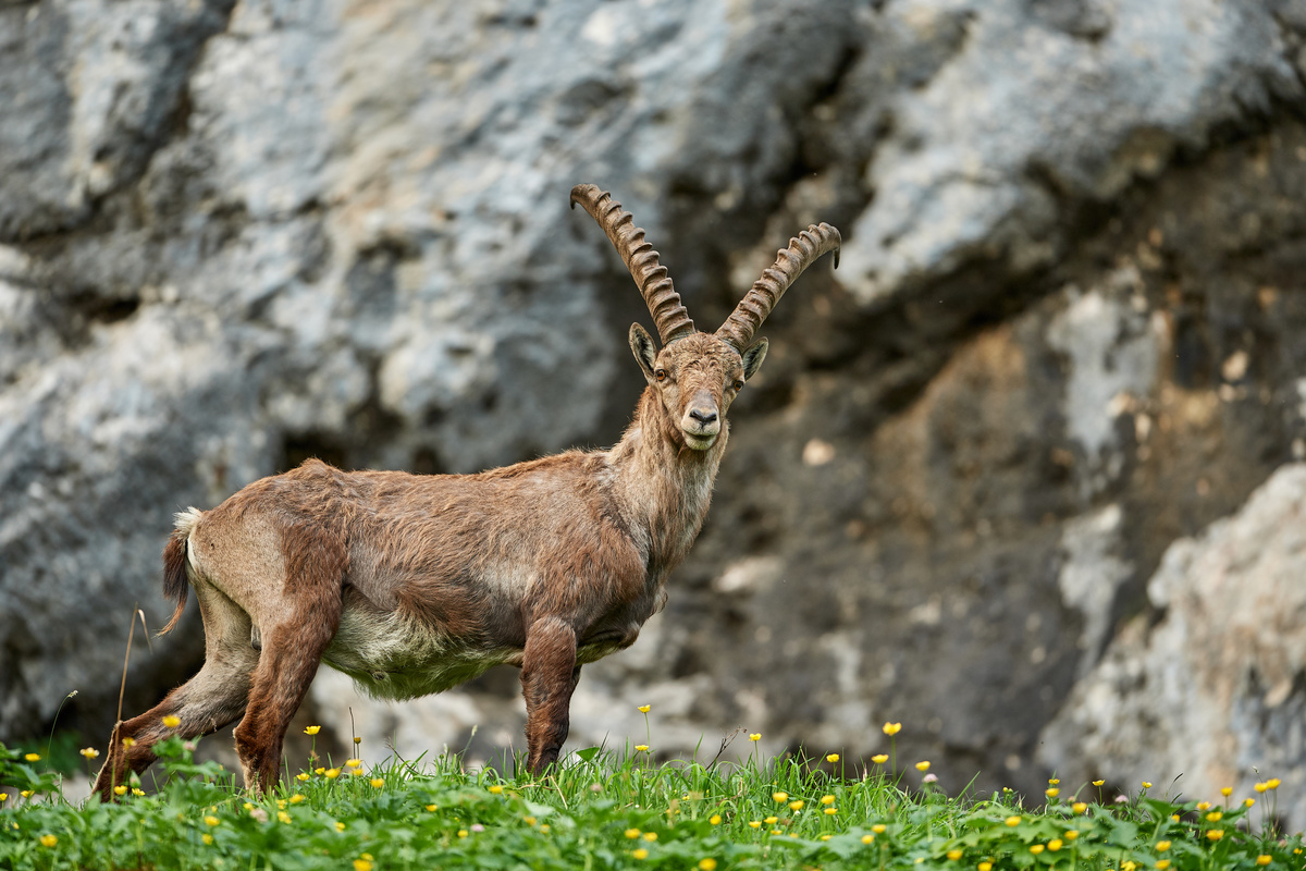 Steinbock1