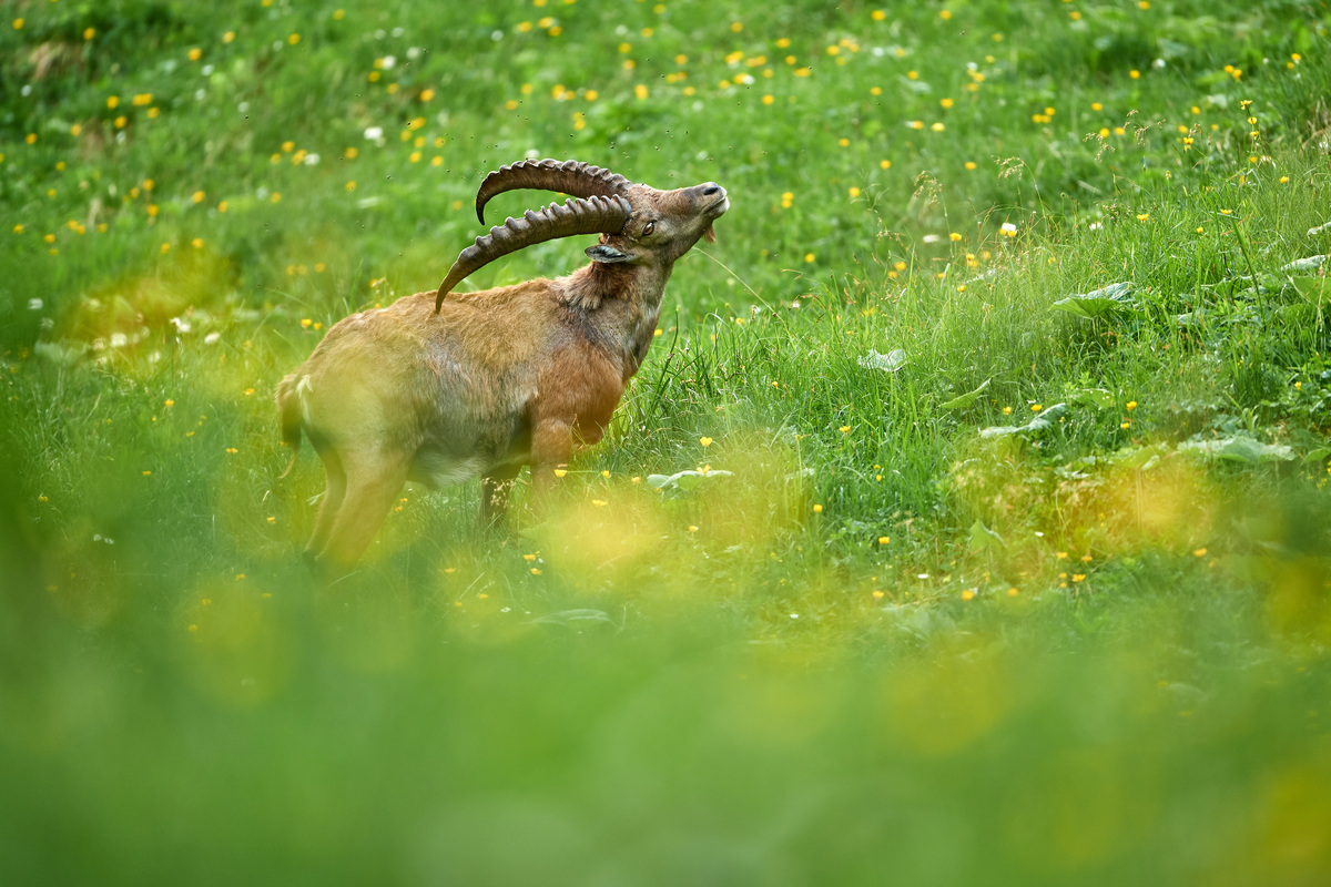 Steinbock15