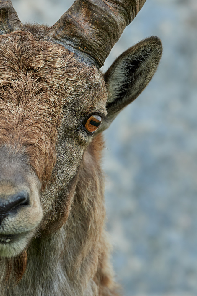 Steinbock16