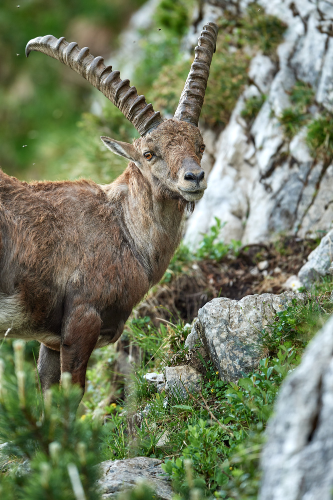 Steinbock18