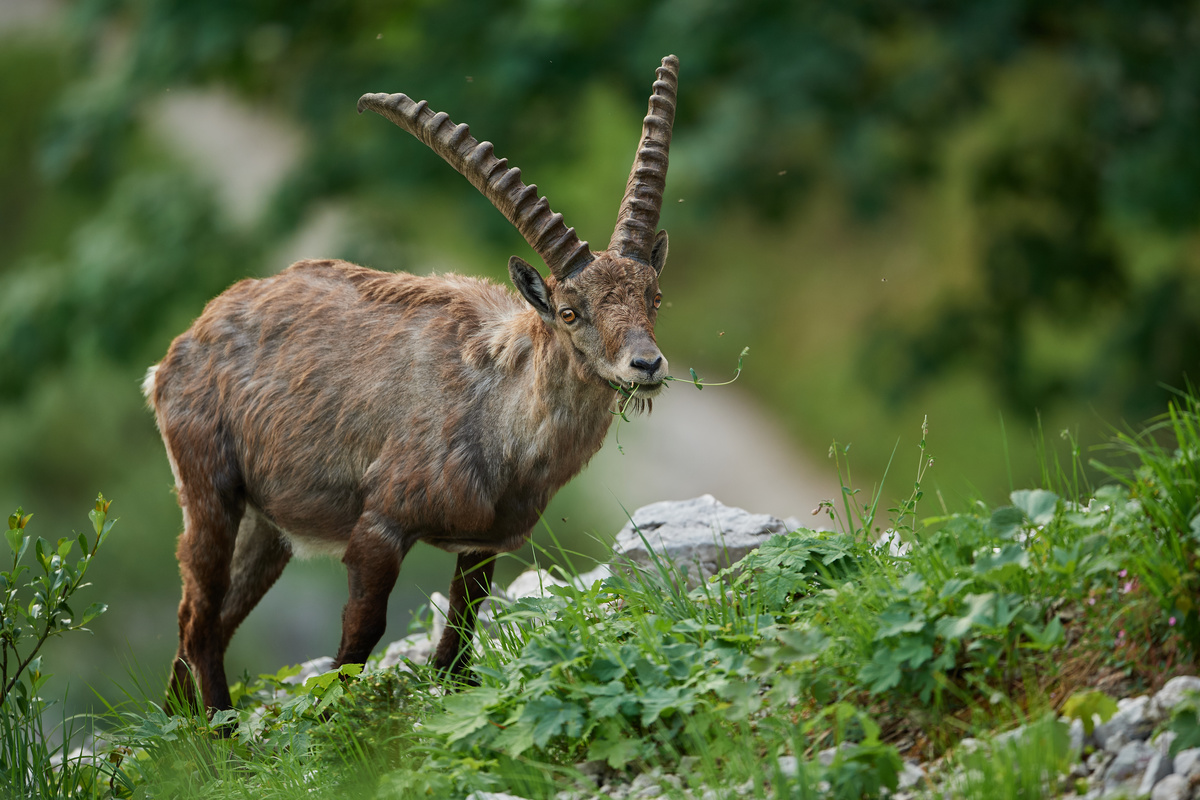 Steinbock9