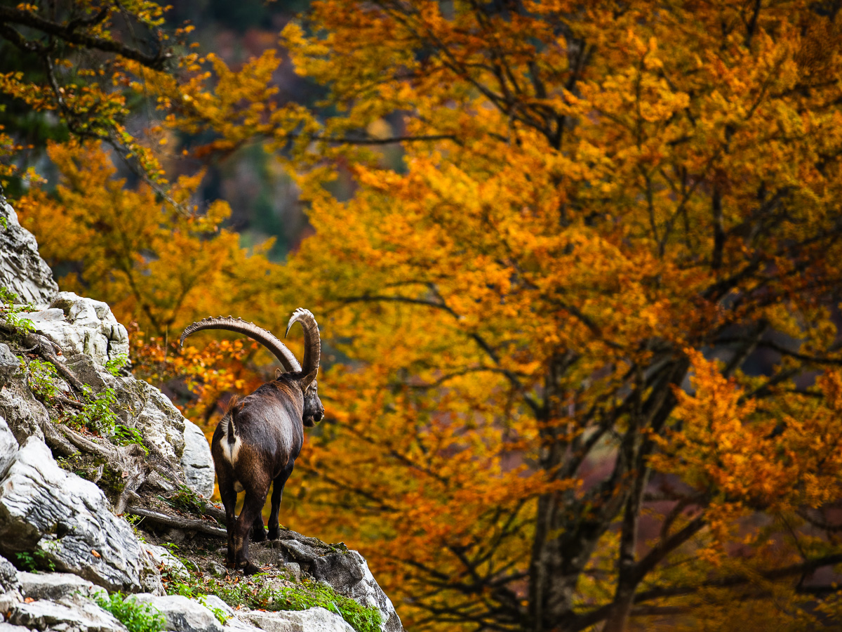 SteinbockHerbstpracht.jpg