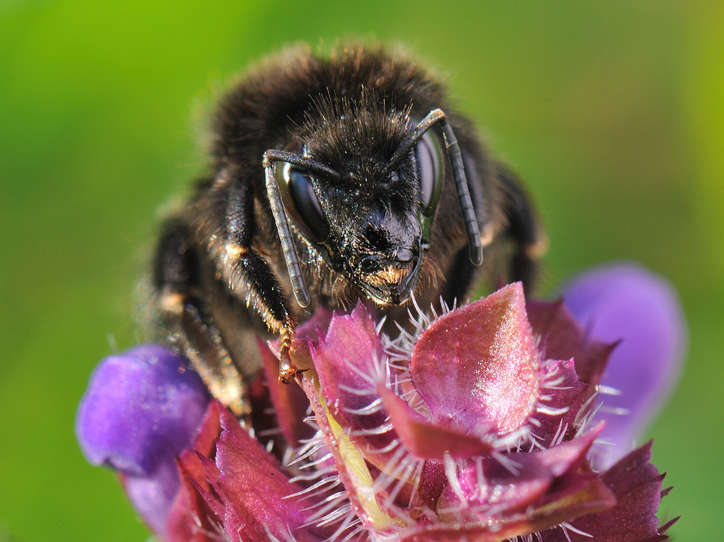 Steinhummel