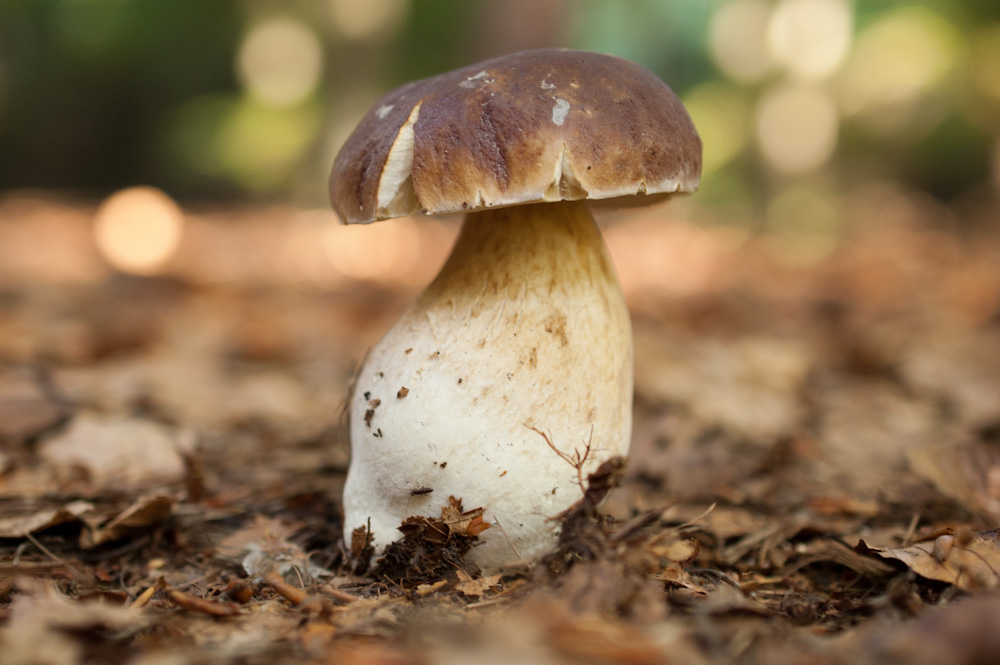 Steinpilz, der Schein trügt. Innen war er hohl.