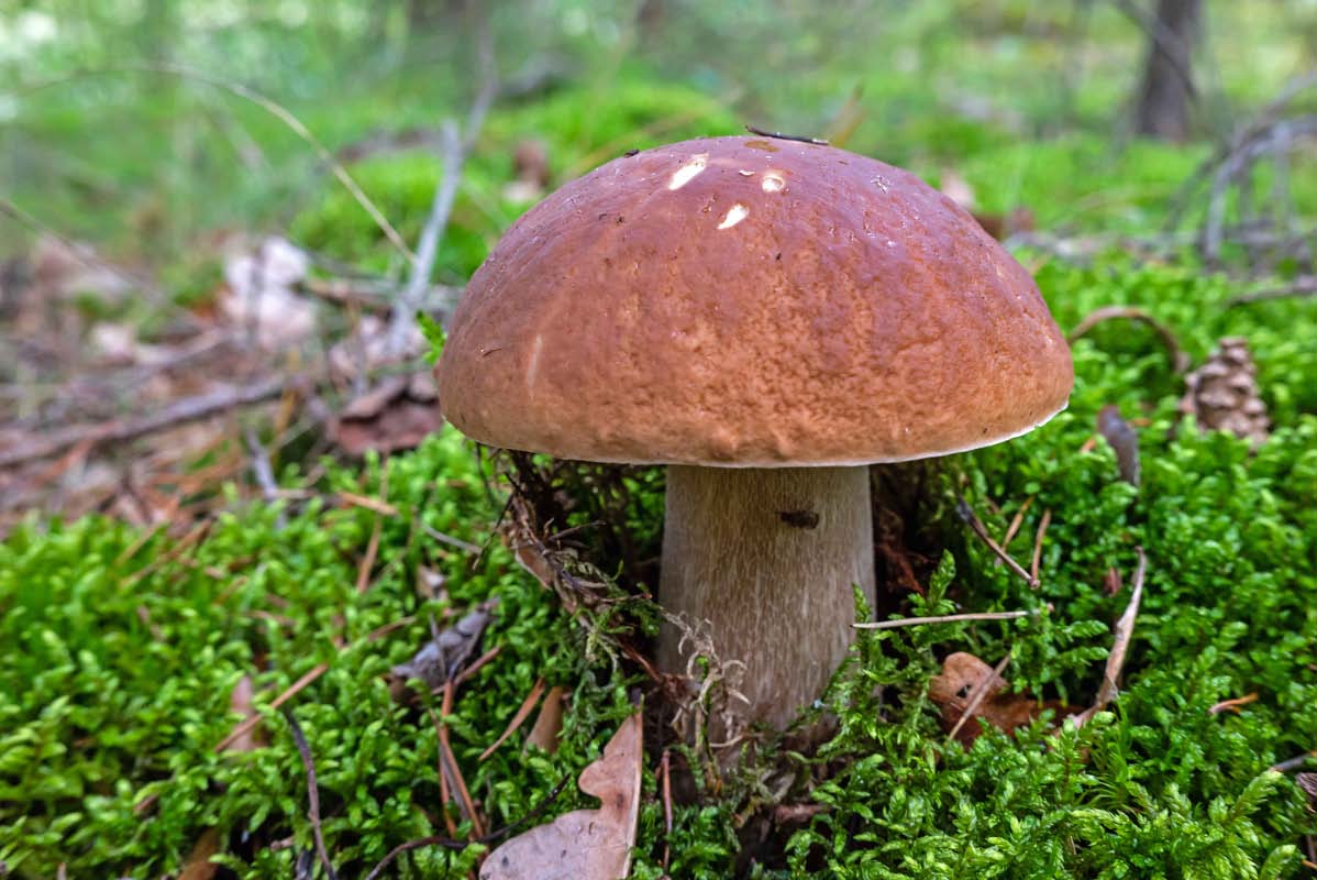Steinpilz.jpg