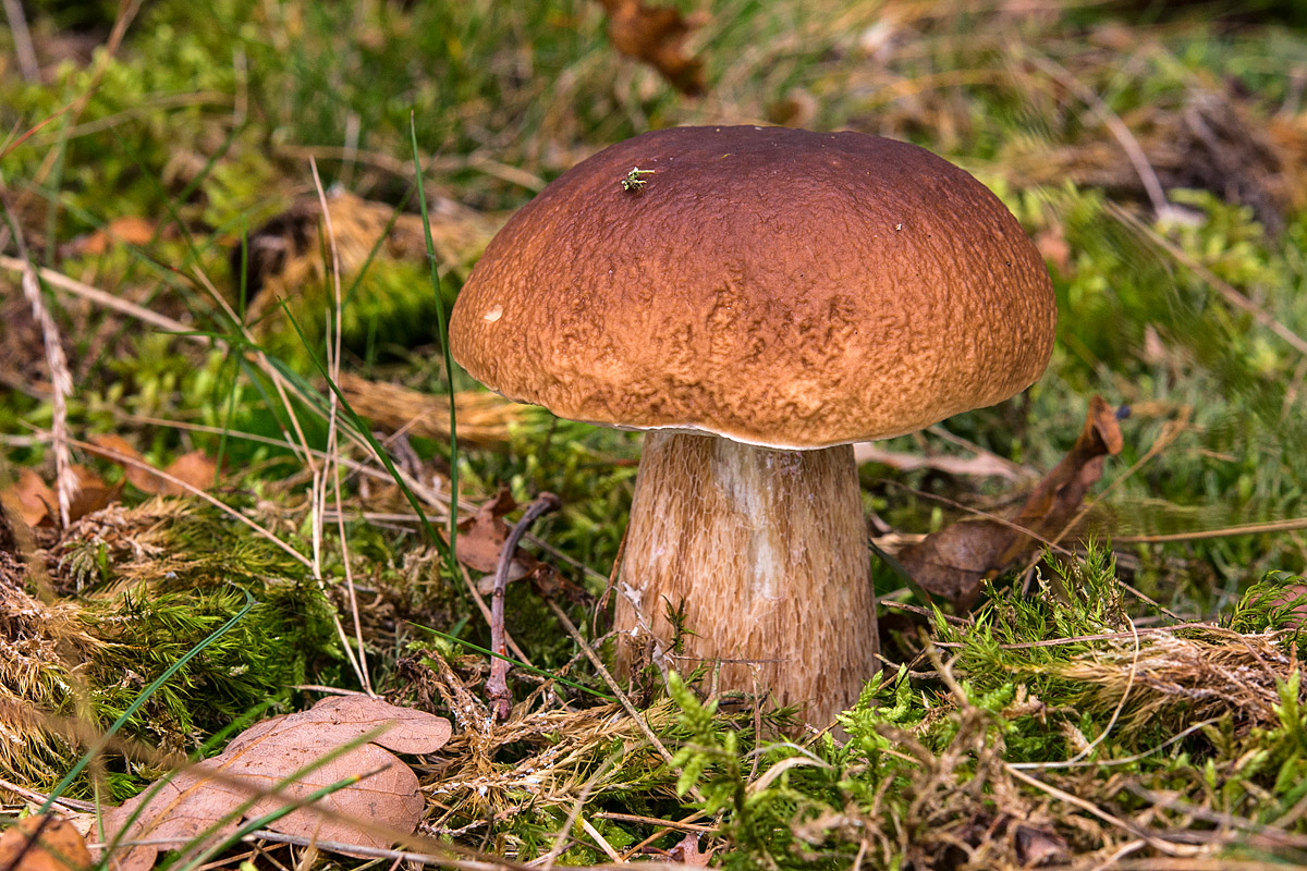 Steinpilz