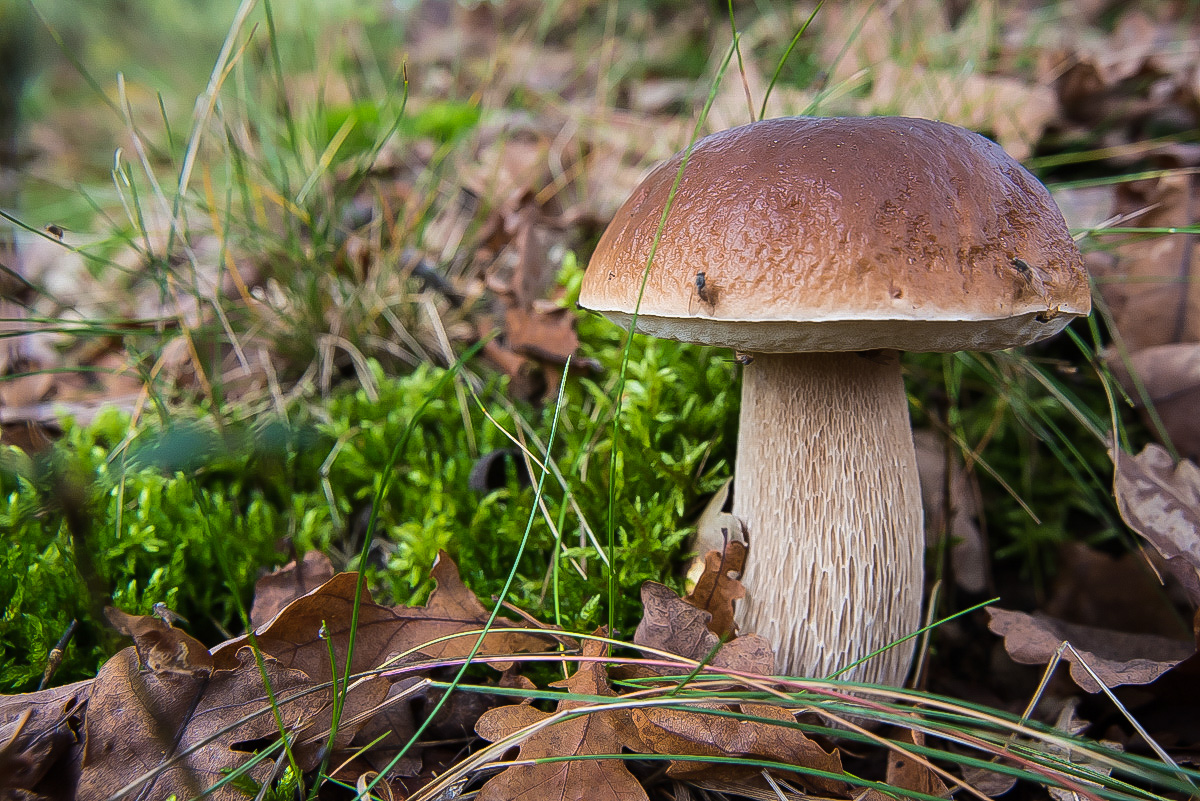 Steinpilz_.jpg