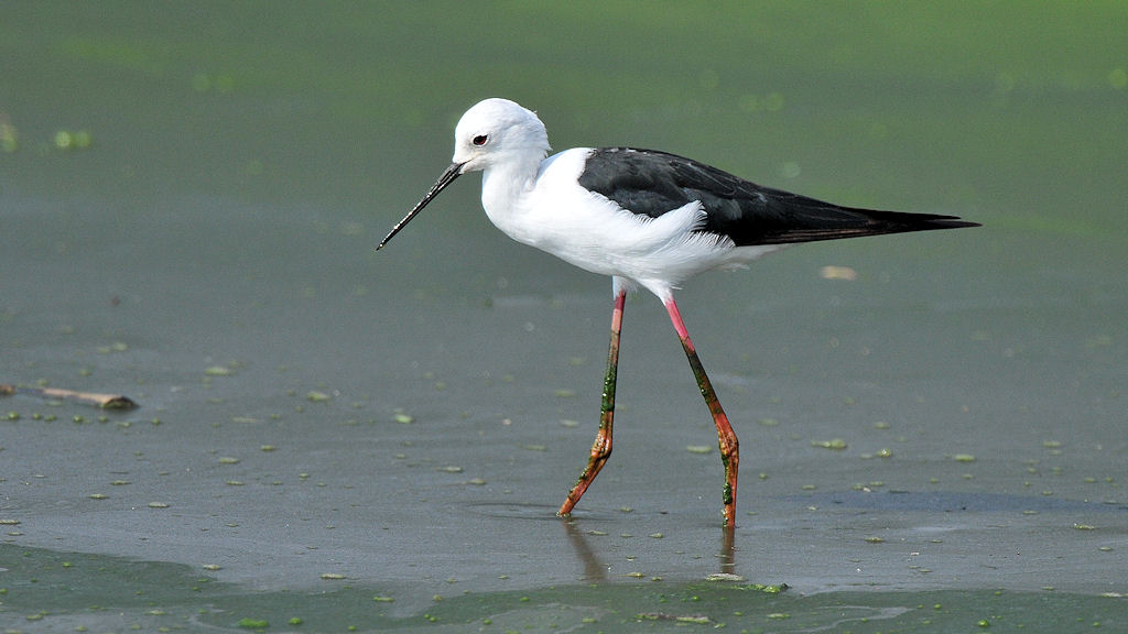 Stelzenläufer (BlackWingedStilt)
Seronera River, Serengeti 4207