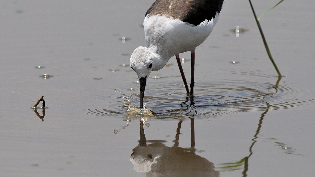 Stelzenläufer (BlackWingedStilt)
Seronera River, Serengeti 4291