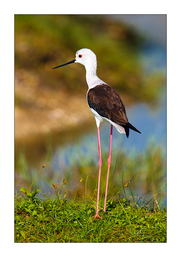 Stelzenläufer (Himantopus himantopus)
