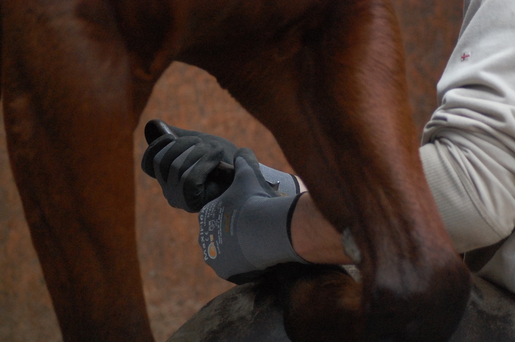 Stephan und sein Pferd 02.03.14 017