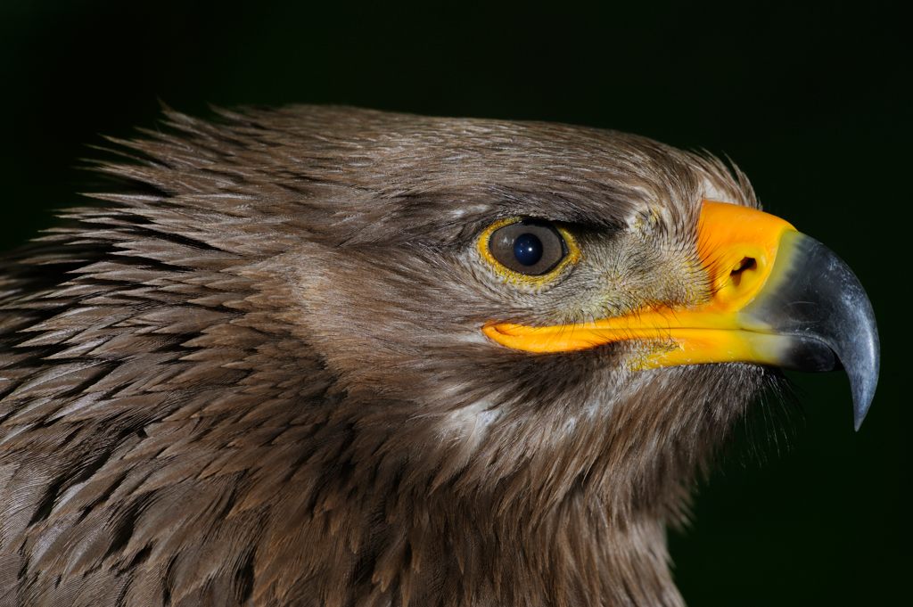 Steppenadler