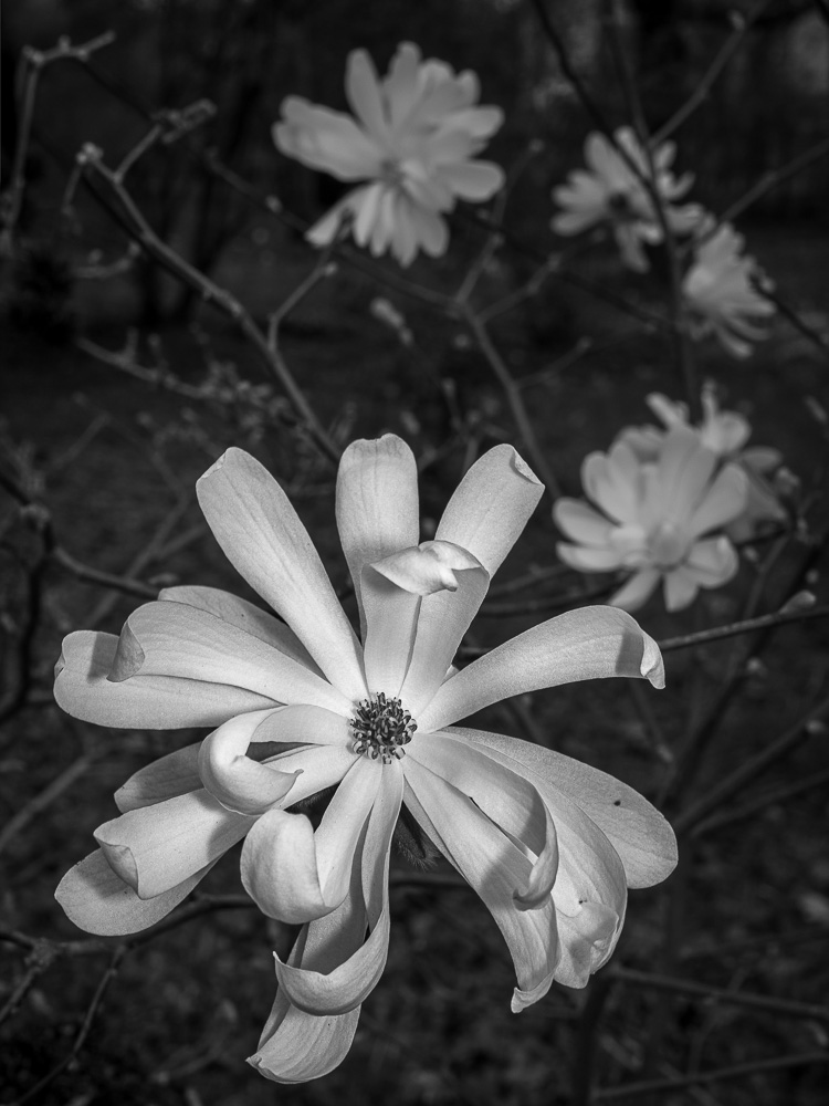 Stern-Magnolie
