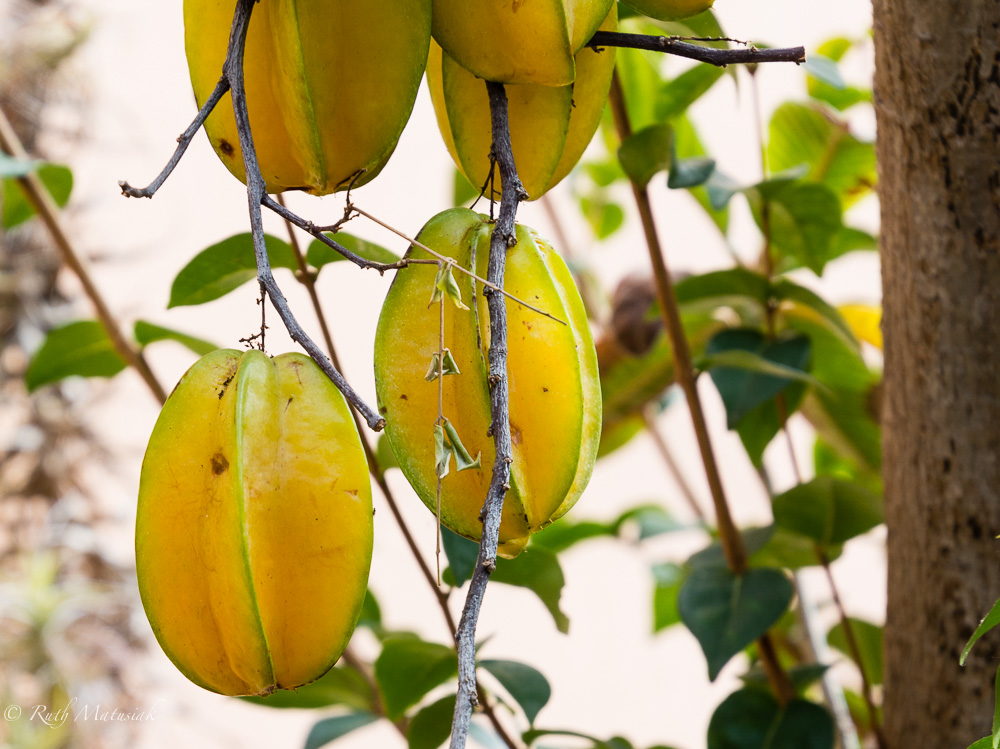 Sternfrucht oder Karambole