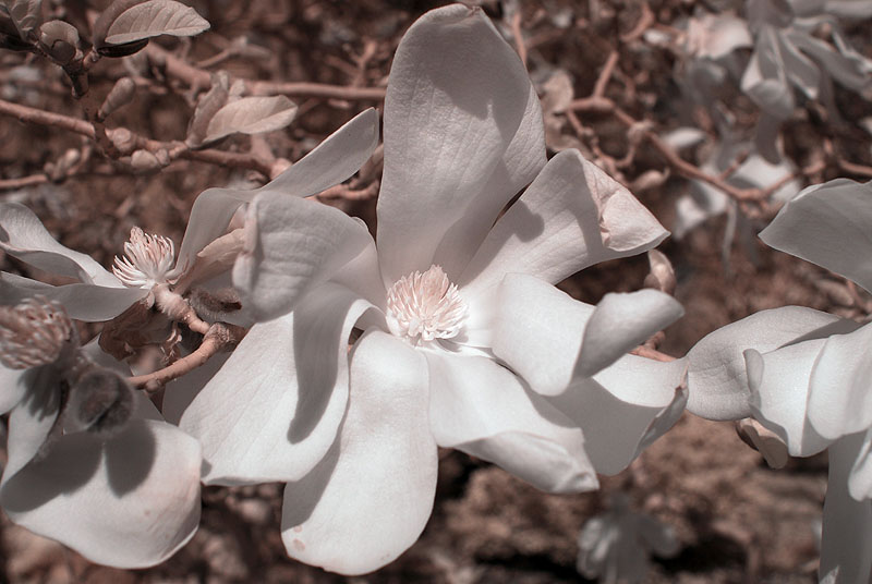 Sternmagnolie