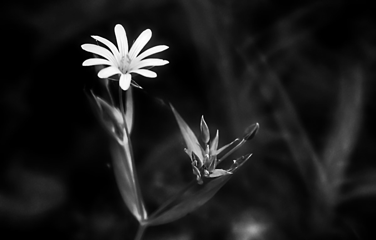 Sternmiere Spiegel BW 2.jpg