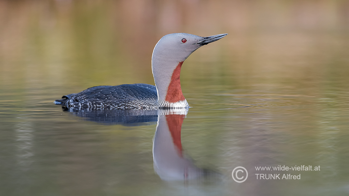 Sterntaucher, D500, AFS 4/600mm VR, ISO 400, Bl. 4,8, 1/1000sec
