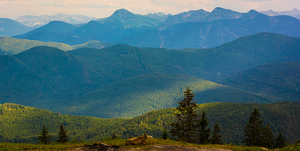 Stie-Alm Blick abends mit Kuh