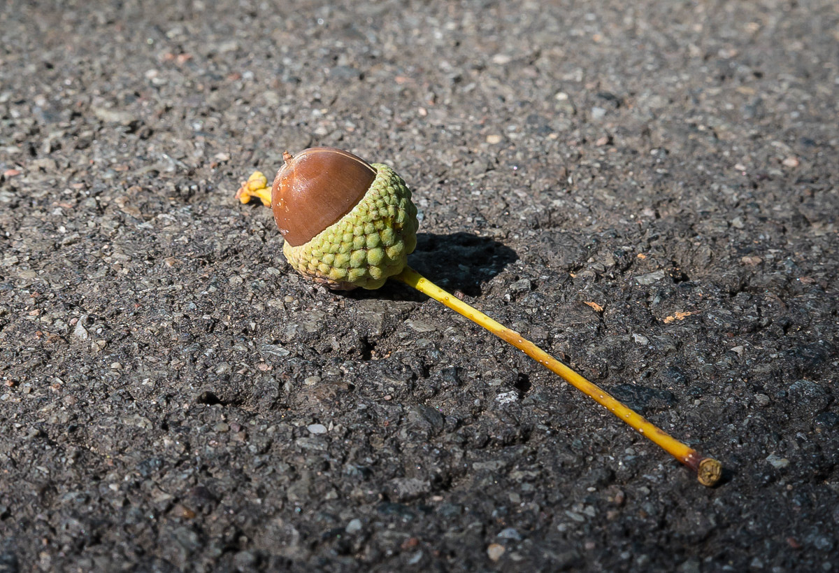 Stieleichel (1 von 1).jpg