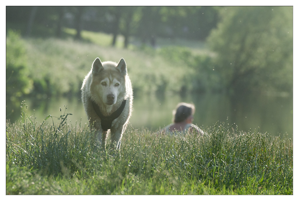 stimmung mit hund