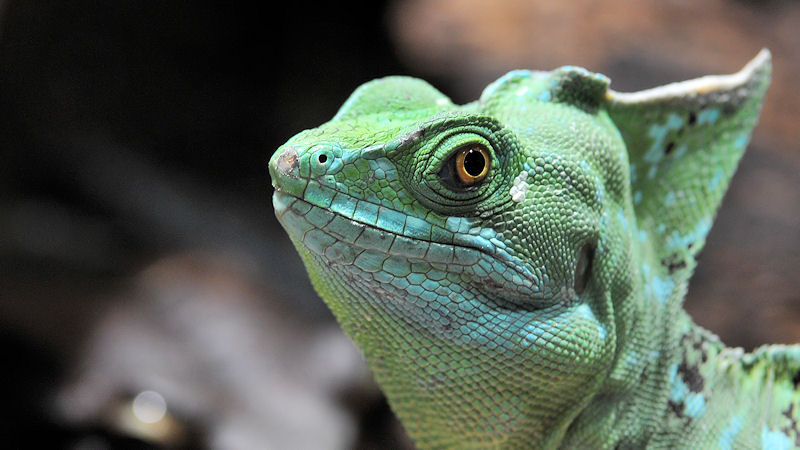 Stirnlappenbasilisk
Reptilium Landau
(7311)