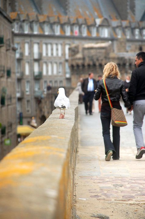 stmalo