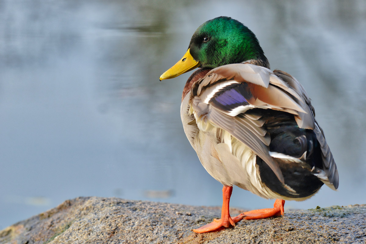 stock_ente.jpg